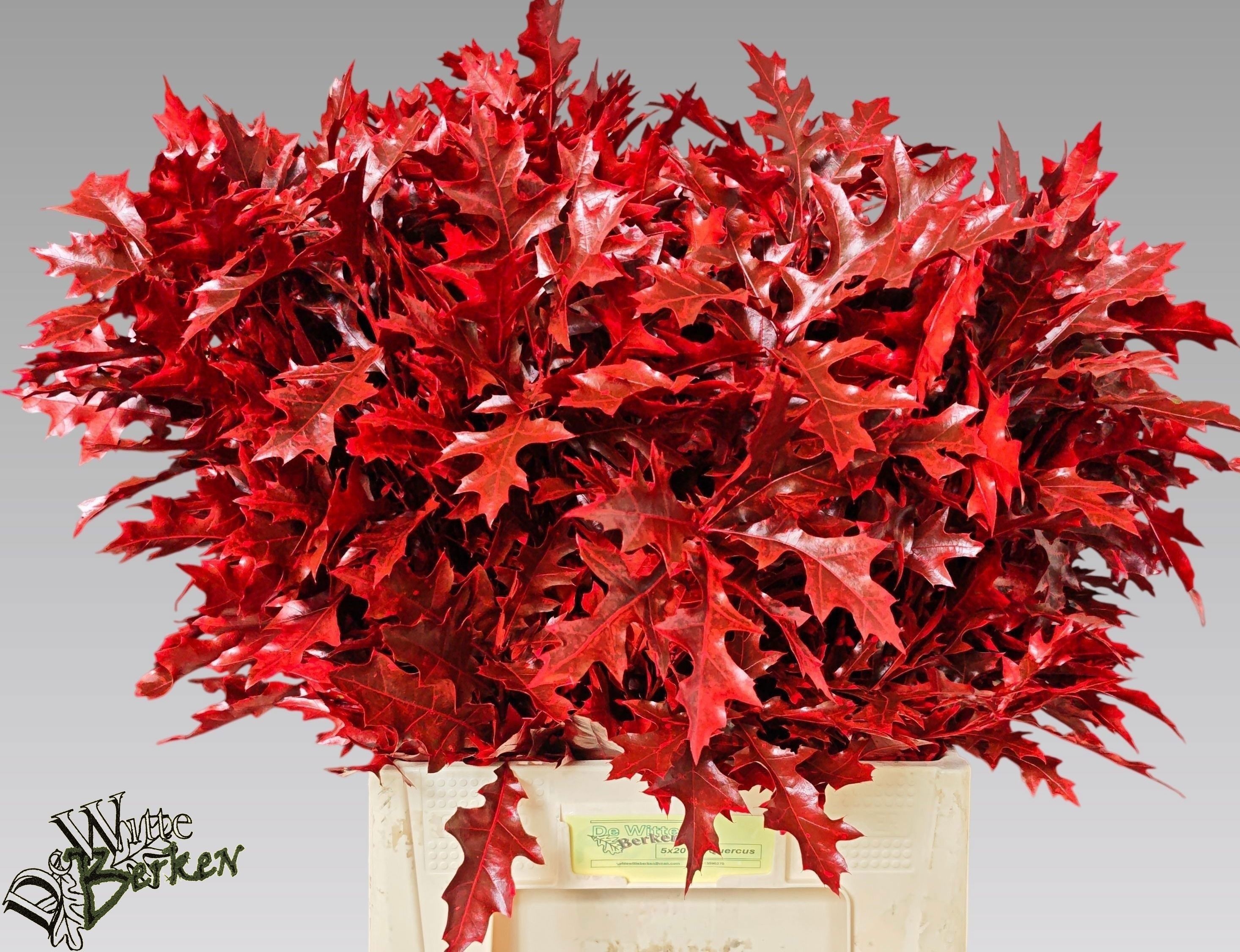 Oak Leaves Preparated/ptd (QUERCUS) 60cm