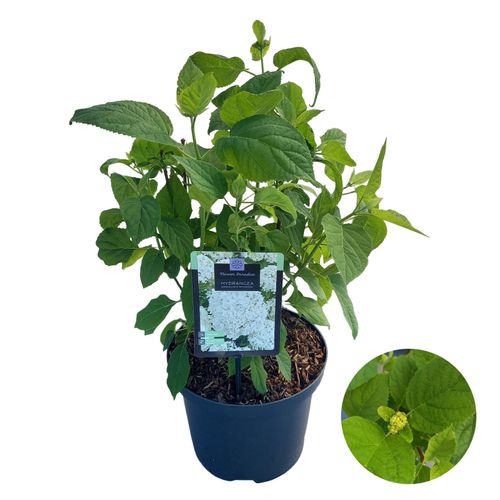 Hydrangea arb. Annabelle P23 vd Peijl