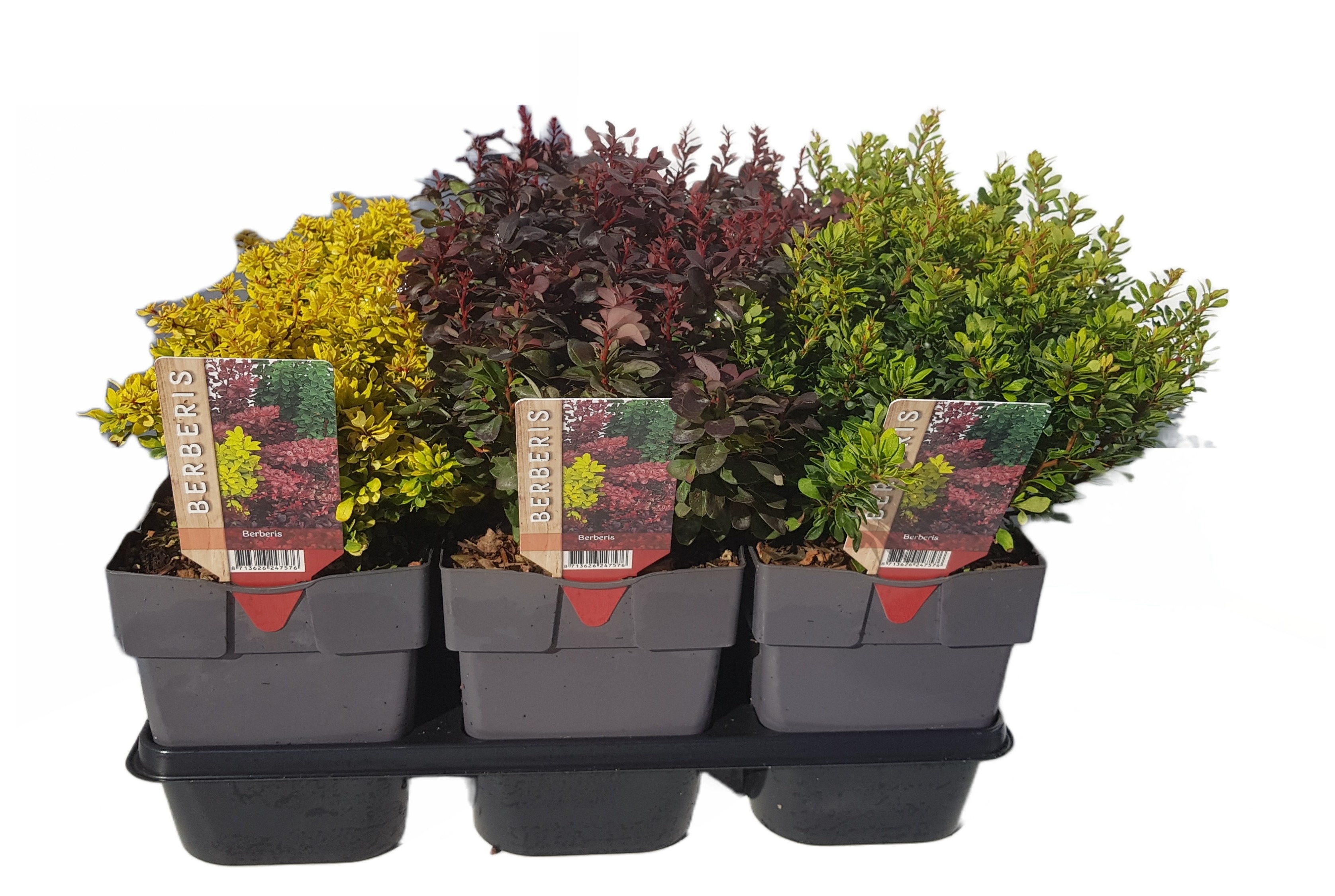 Picture of Berberis thunbergii mix P17