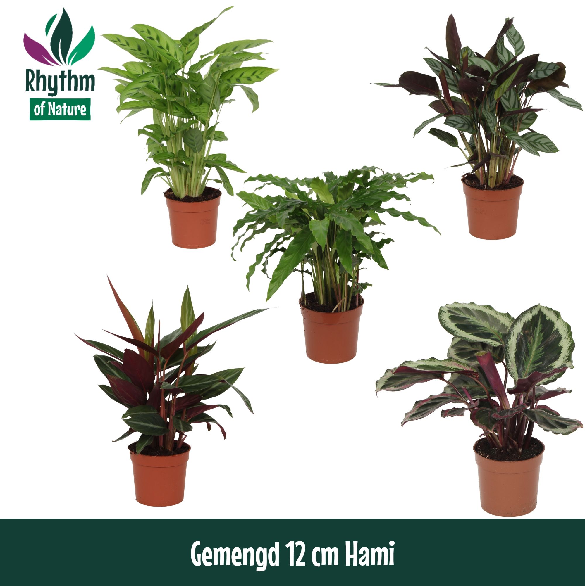 Calathea gemengd 5 soorten | Hamiplant