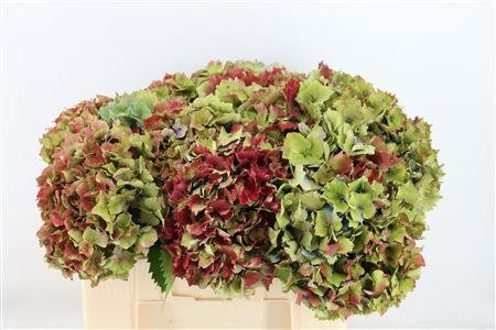 Hydrangea 45cm 15Ø