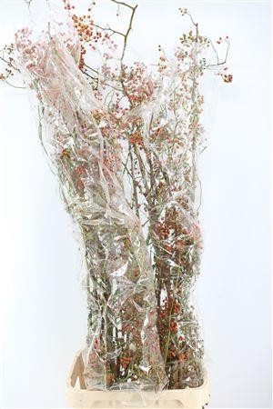 Rosa (ROZEBOTTEL) 150cm