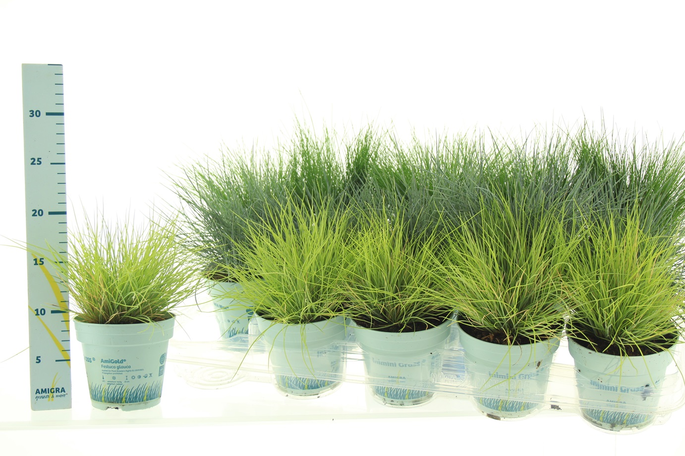 Picture of Festuca in 4 varieties P10.5 25CM