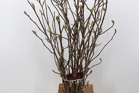 Magnolia Grandiflora