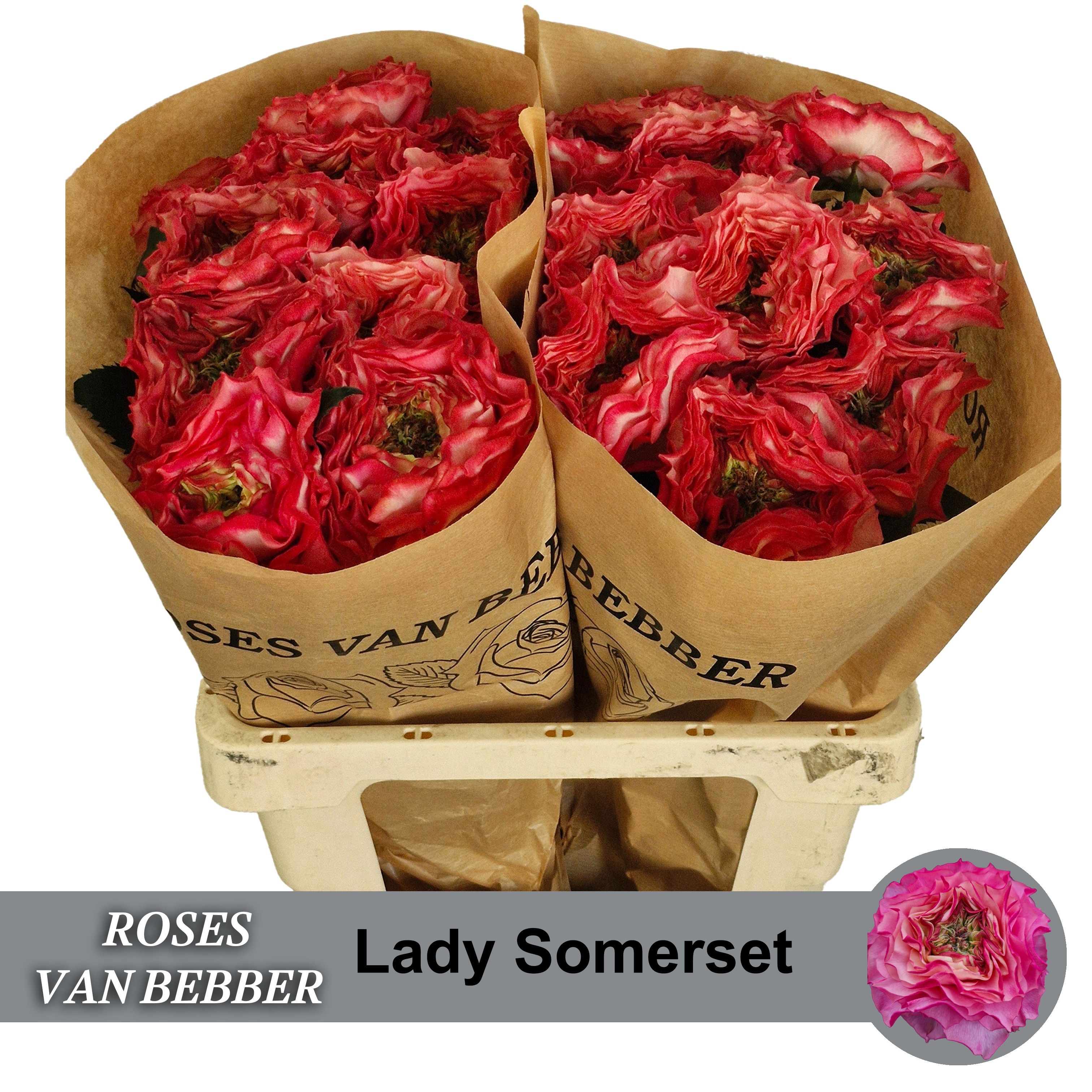 R Gr Lady Somerset