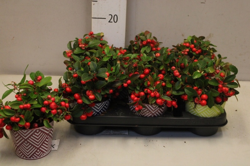 Arr Gaultheria 12Ø
