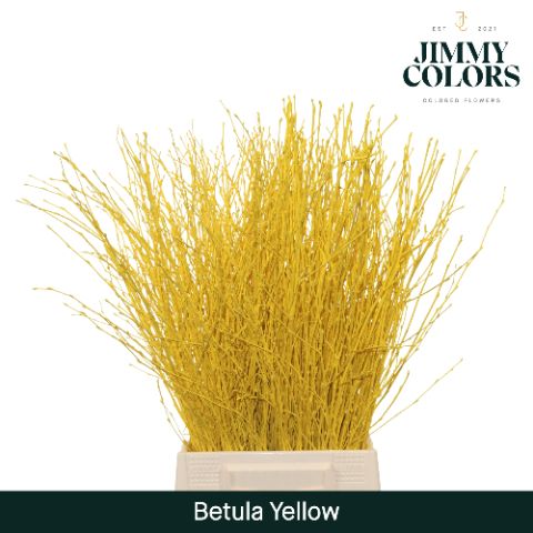 Betula L60 Yellow