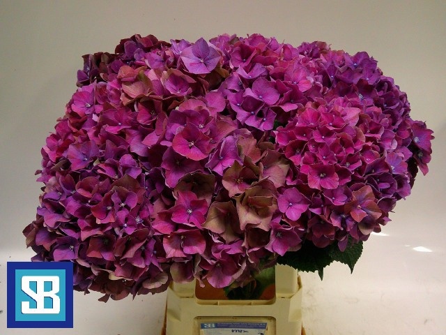 Hydrangea Mag Pink Ruby 70cm 21Ø