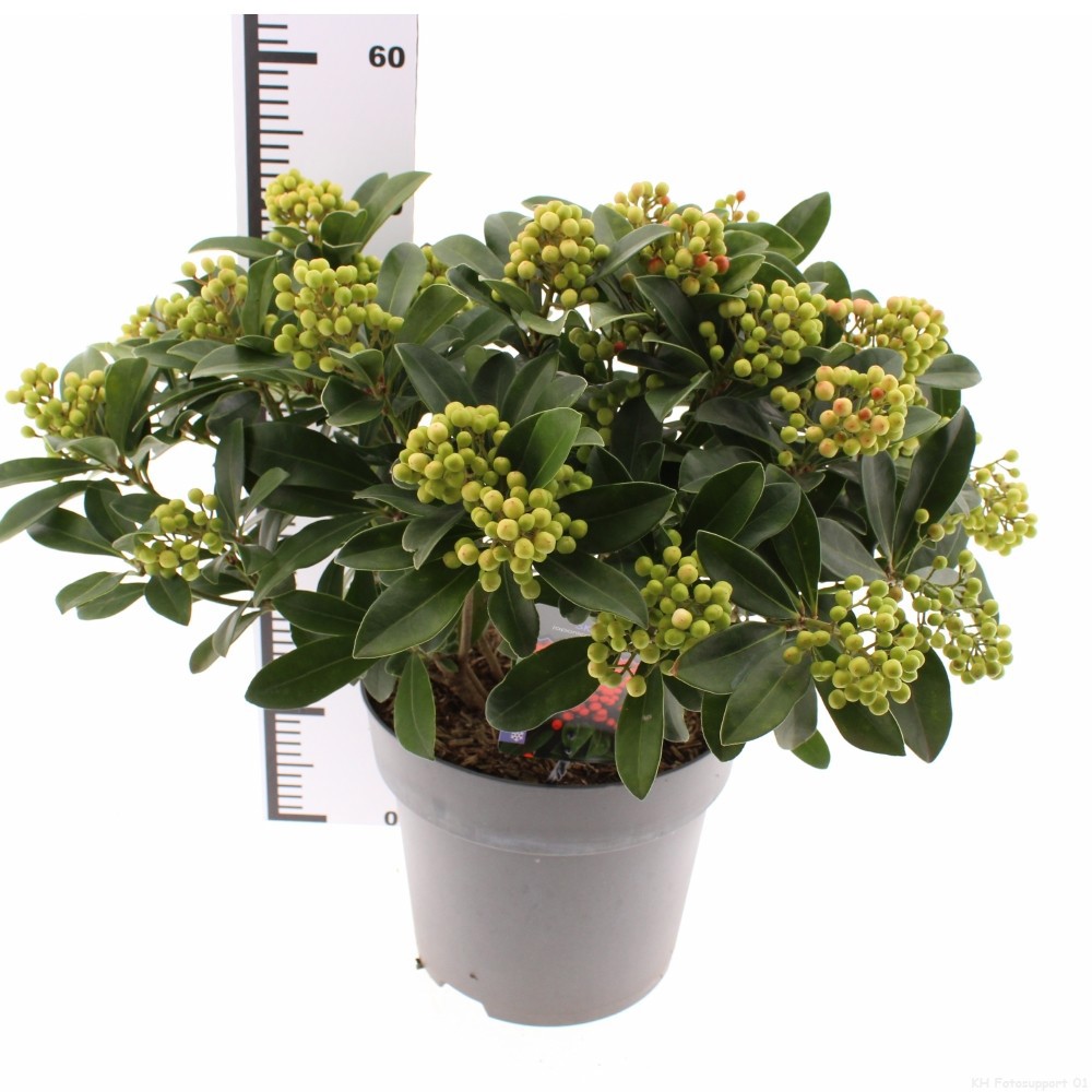 Skimmia jap. 'Temptation'