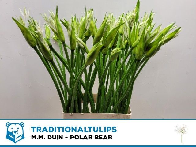 Ne Bo Polar Bear 70cm