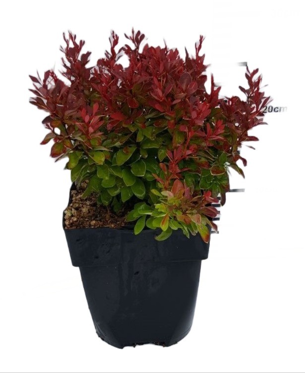 Picture of Berberis thunbergii 'Ruby Star'® P17