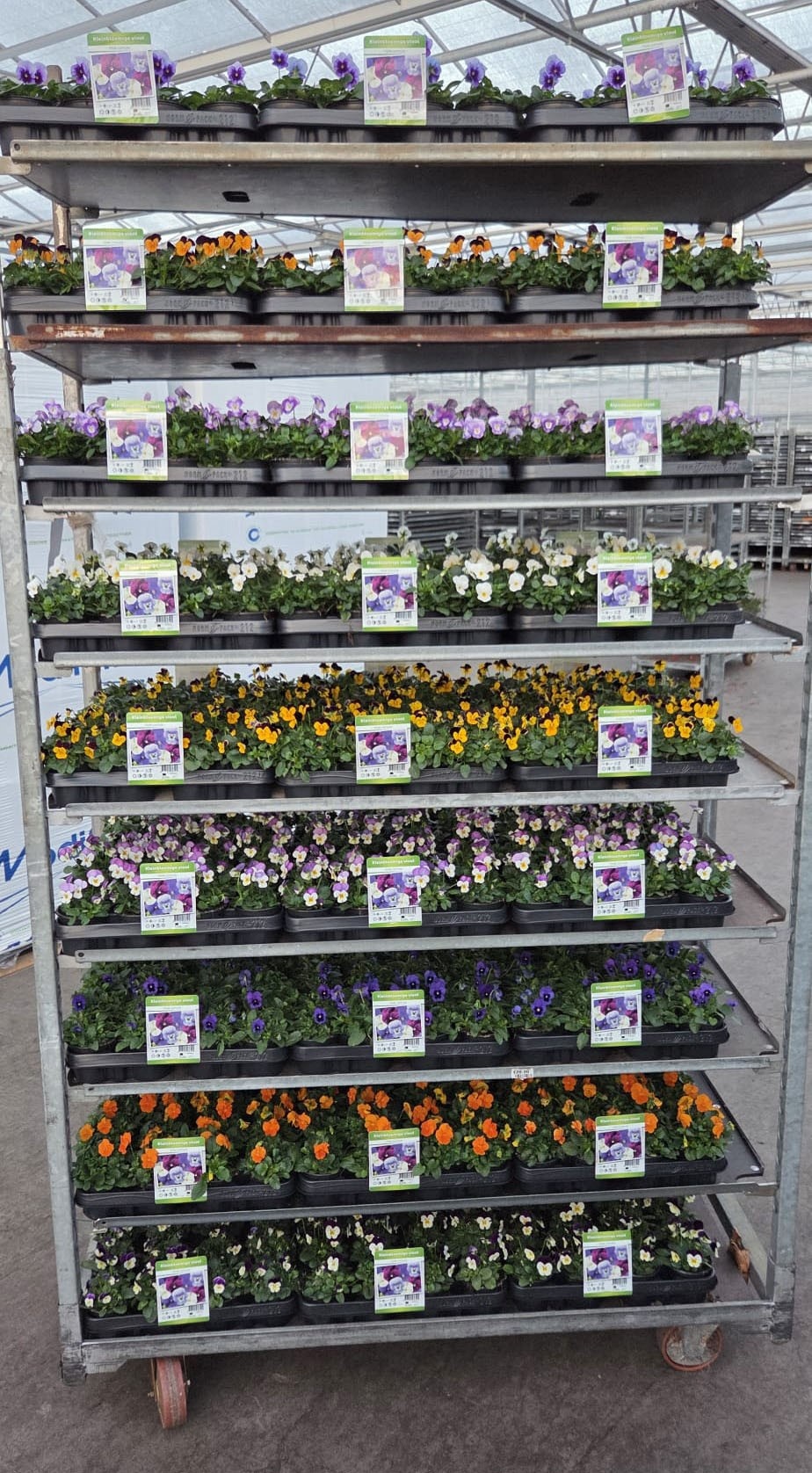 Viola Co Gemengd 9Ø 15cm