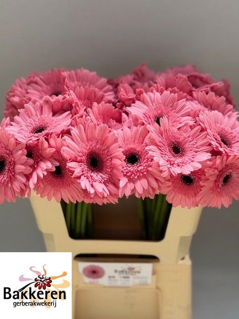 Ge Mi Maeve