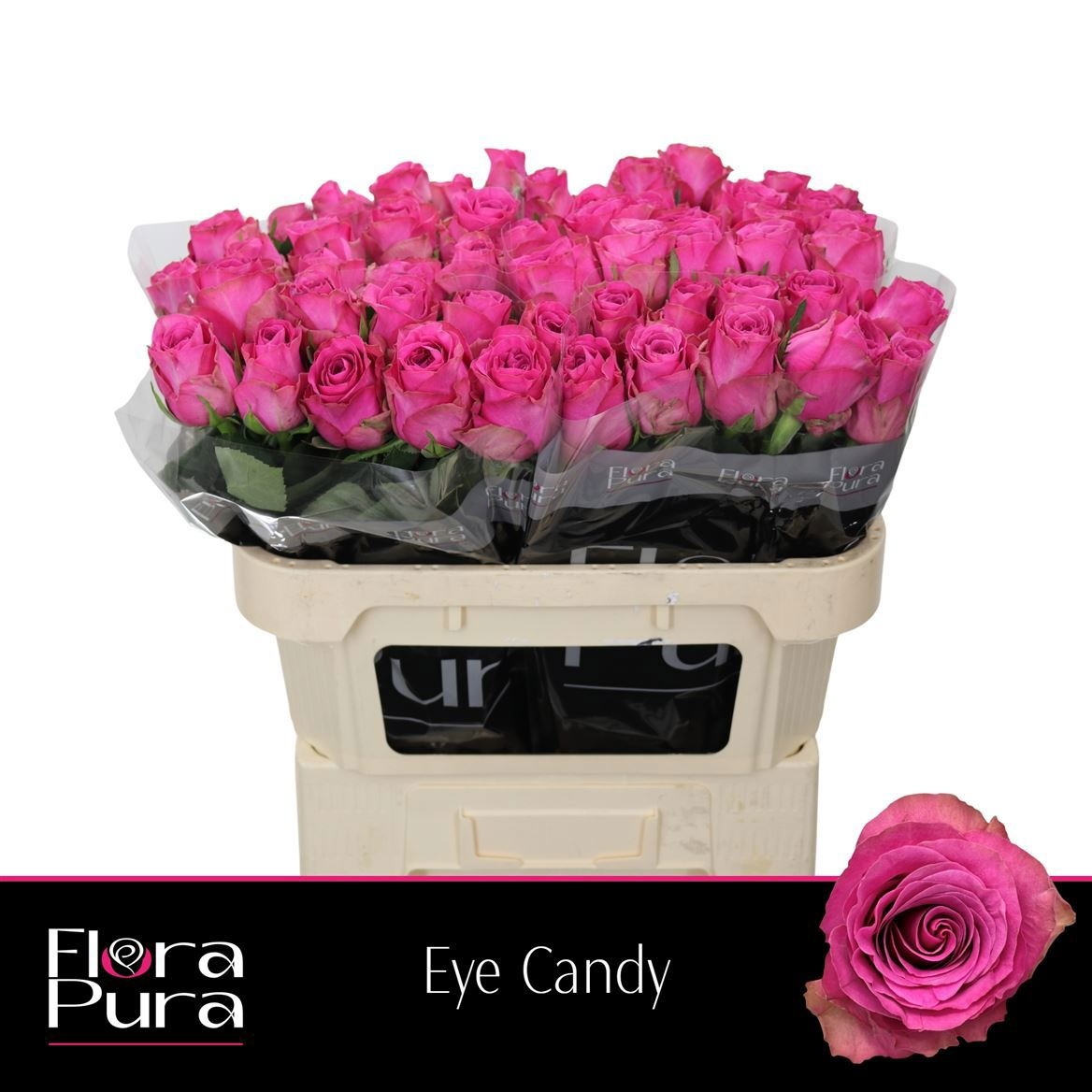 R Gr Eye Candy 70cm