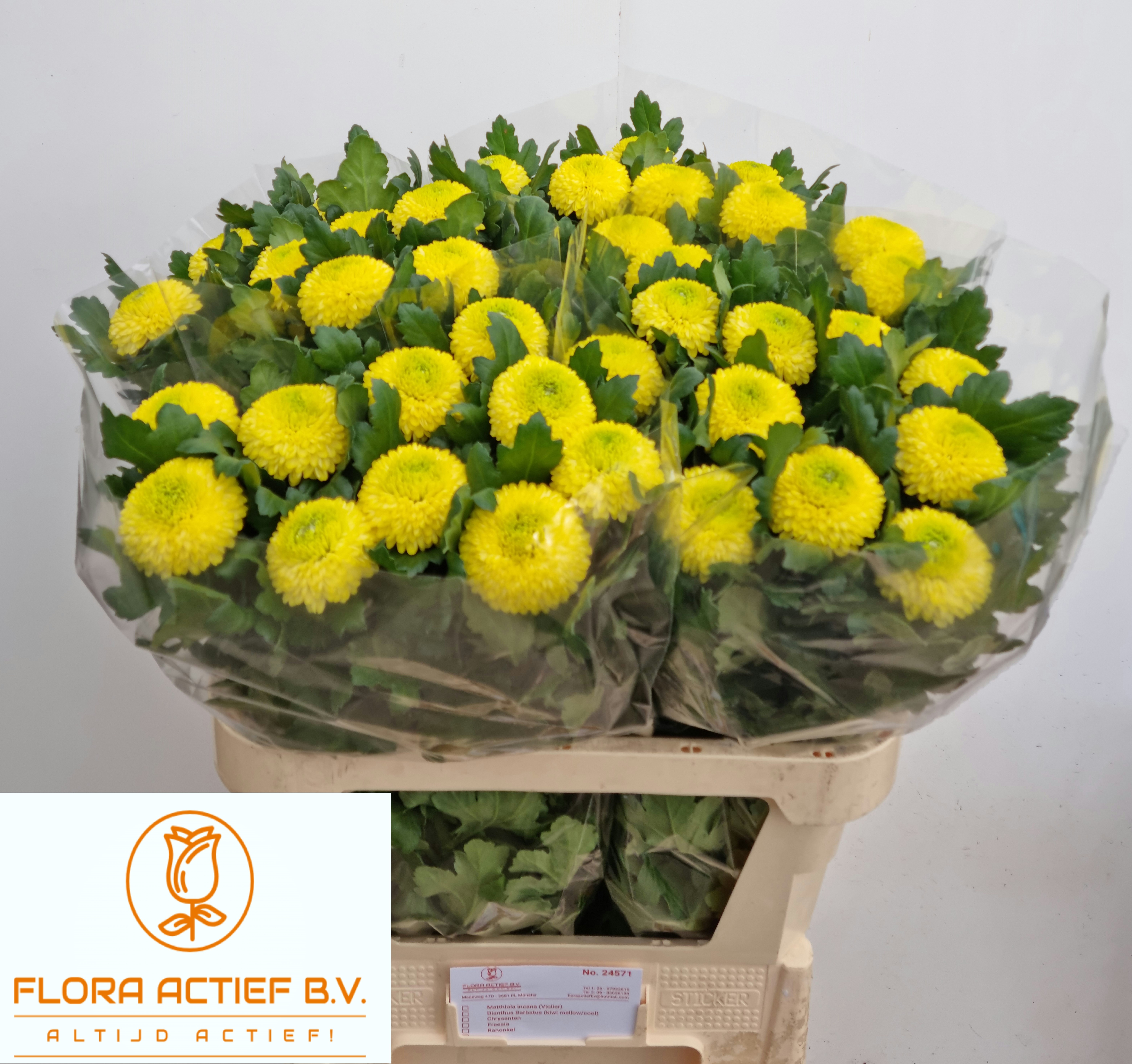 Chrysant Single Sunny Boris 80cm 85gram