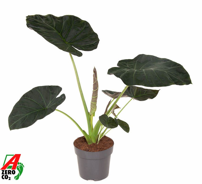 Alocasia 'Regal Shields' gap no