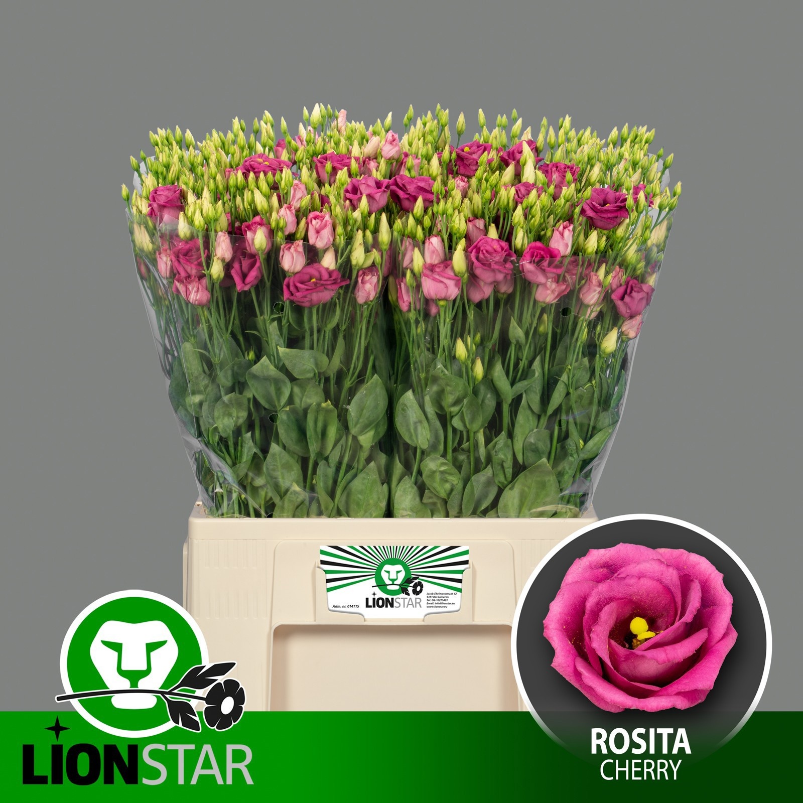 Eus G Rosita Cherry