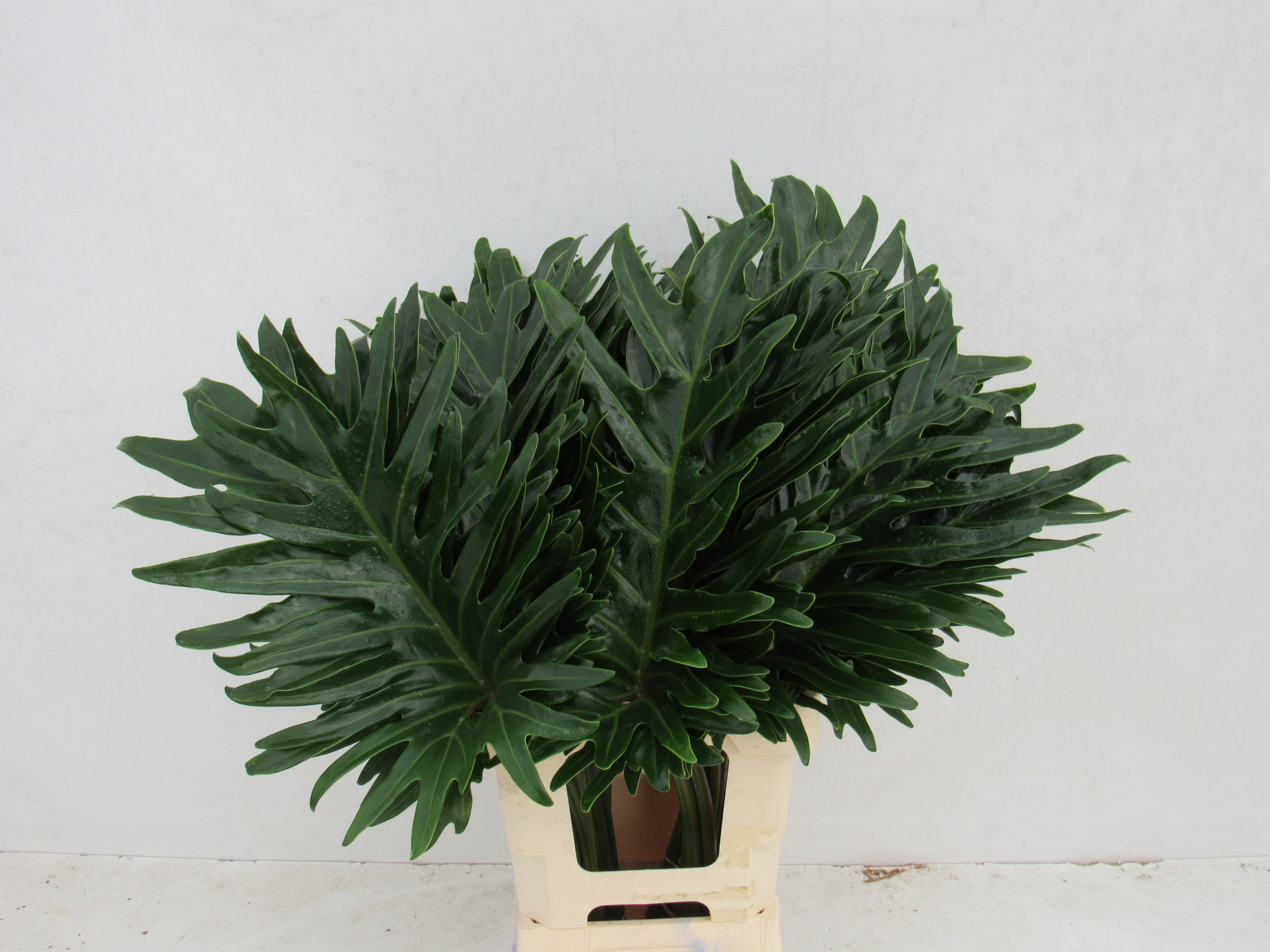Monstera Xanadu 65cm