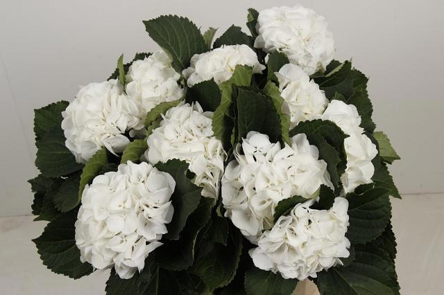 Hydrangea White Verena 50cm 15Ø