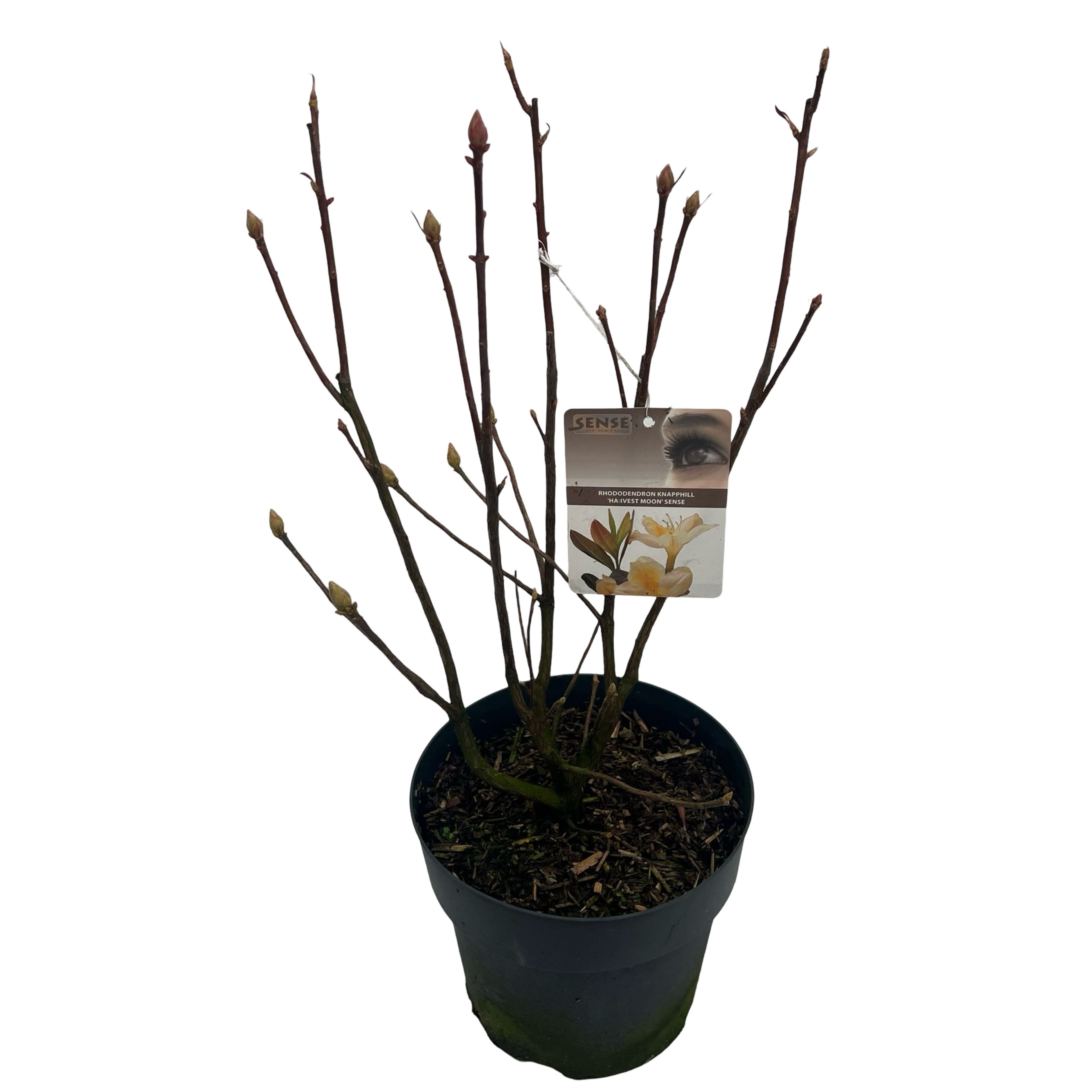 Picture of Rhododendron kna. Harvest Moon P23 (5 Ltr) (LOOSE)