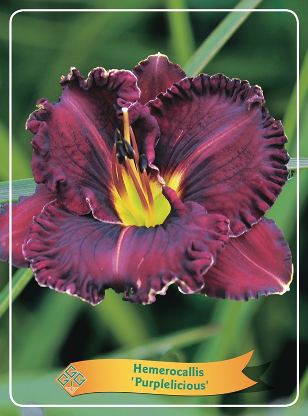 Picture of Hemerocallis Mix 6x10 srt. per shelve P11