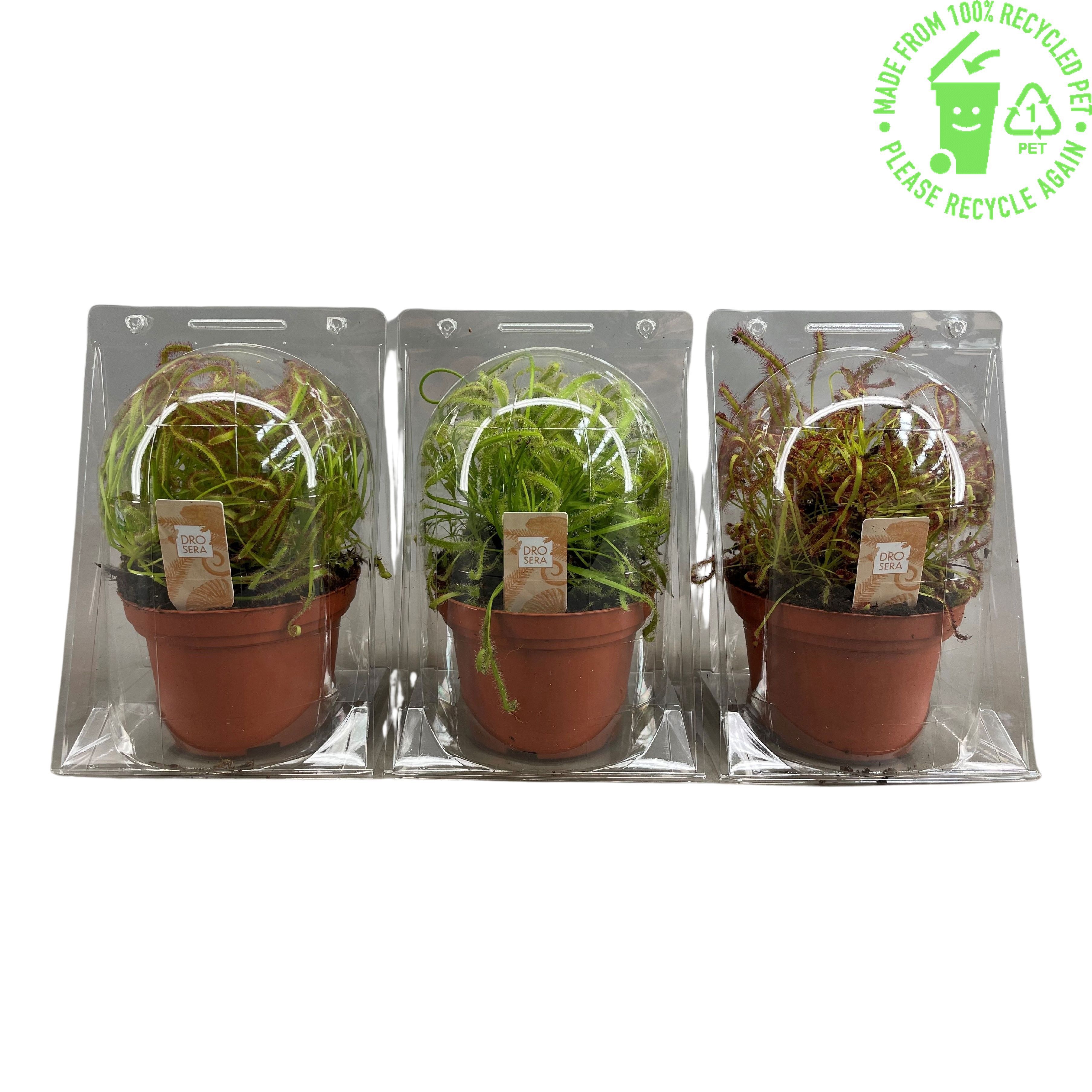 Drosera Capensis mix in blister