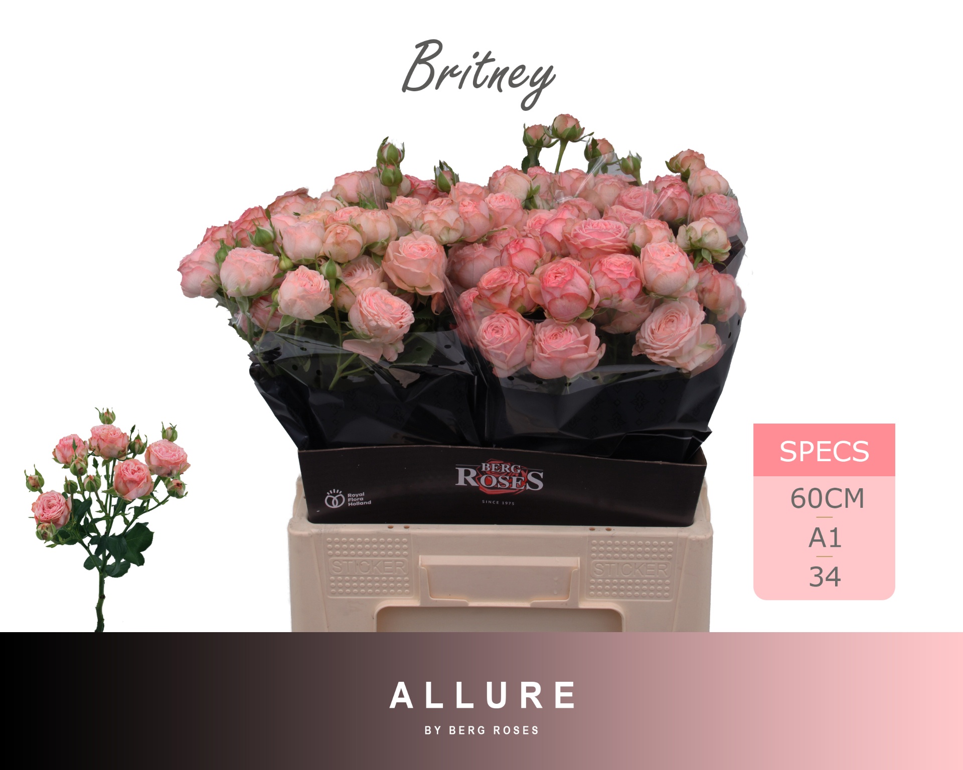 R Tr Britney 60cm
