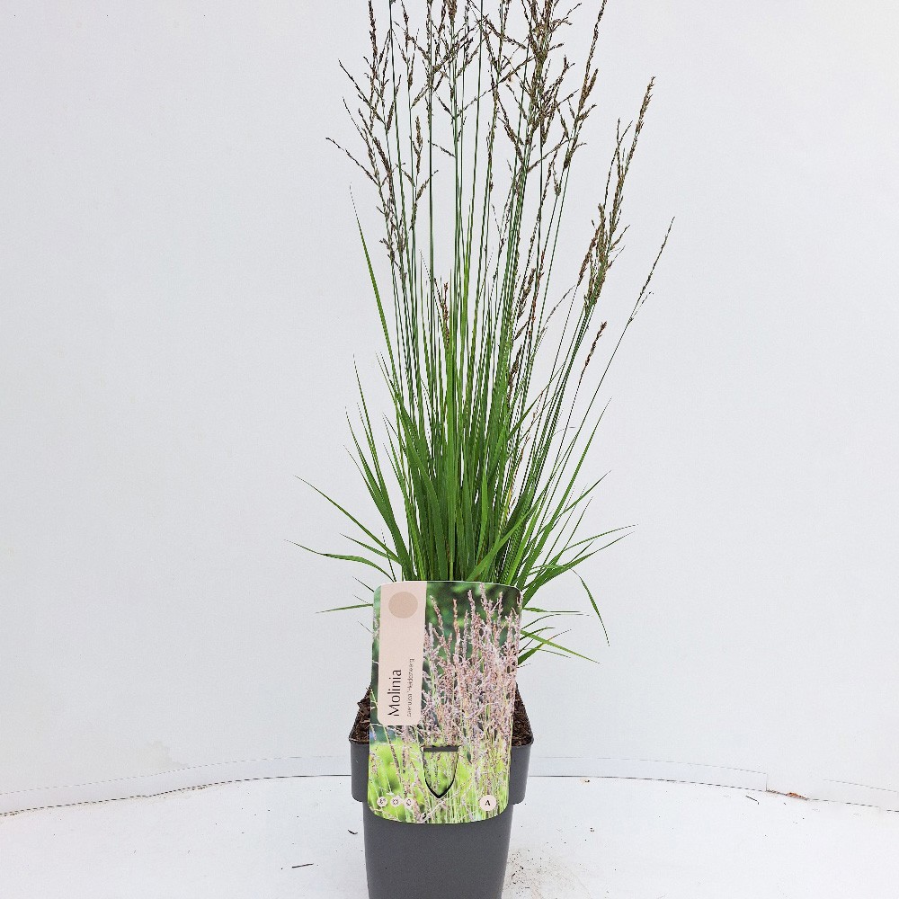 Molinia caerulea 'Heidezwerg'