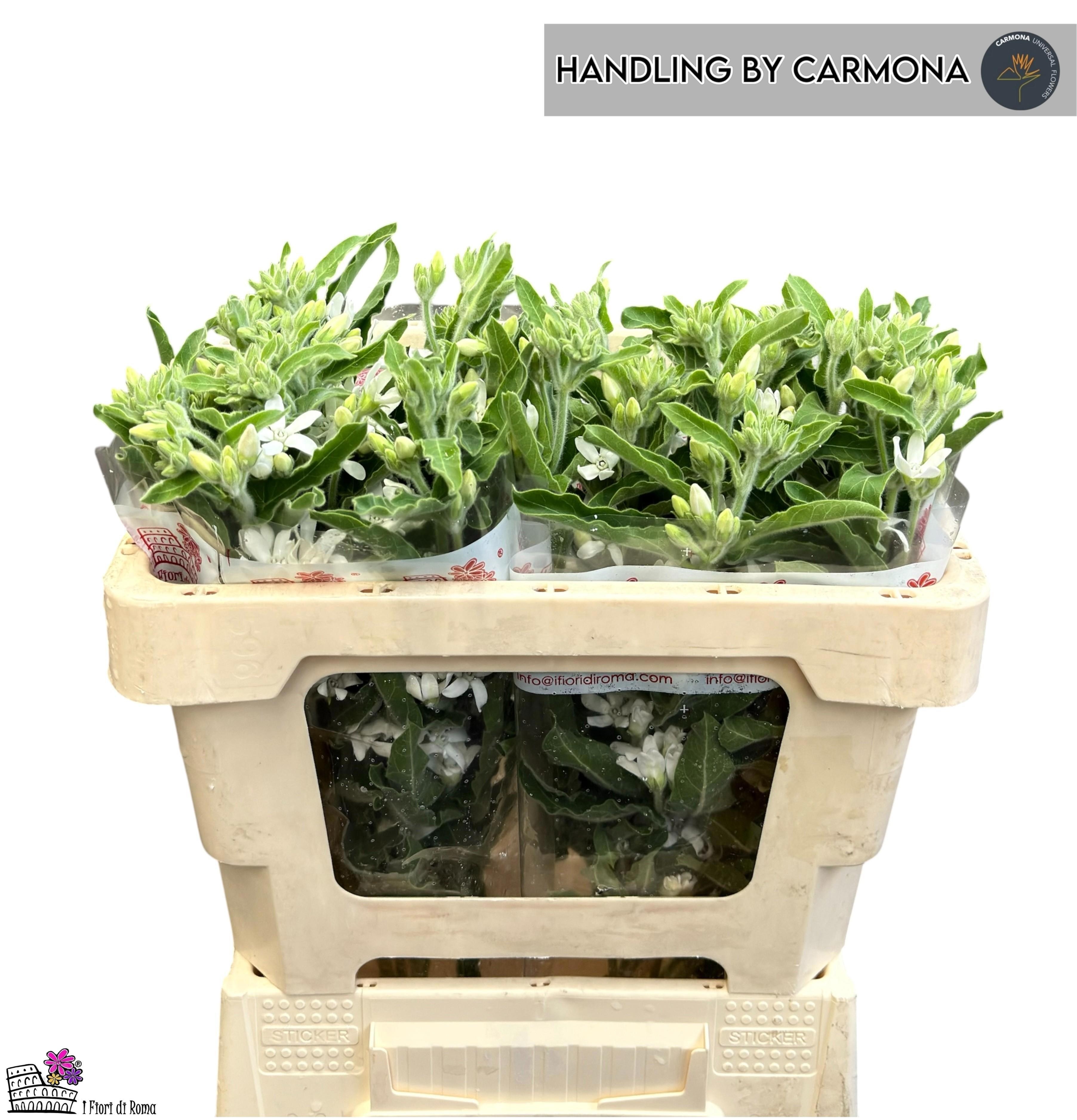 Oxypetalum Perf White Charm 50cm