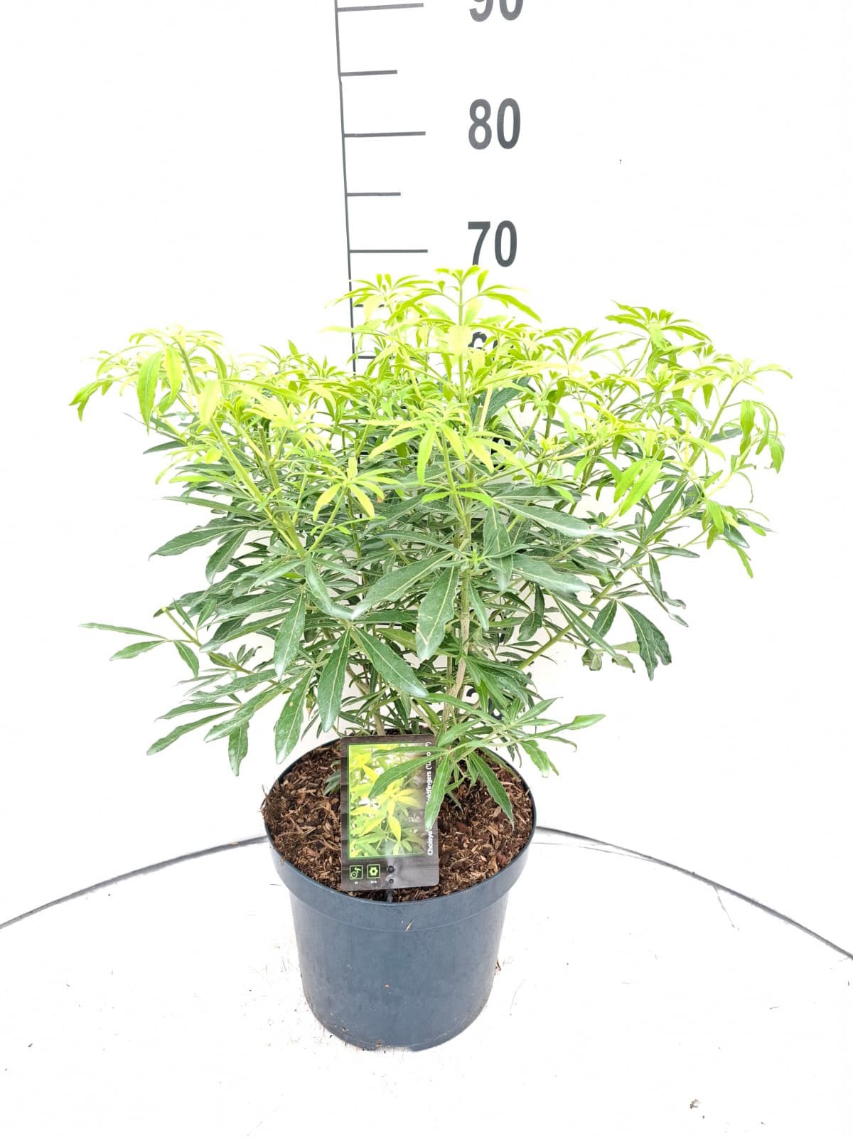 Choisya Goldfingers ('Limo')
