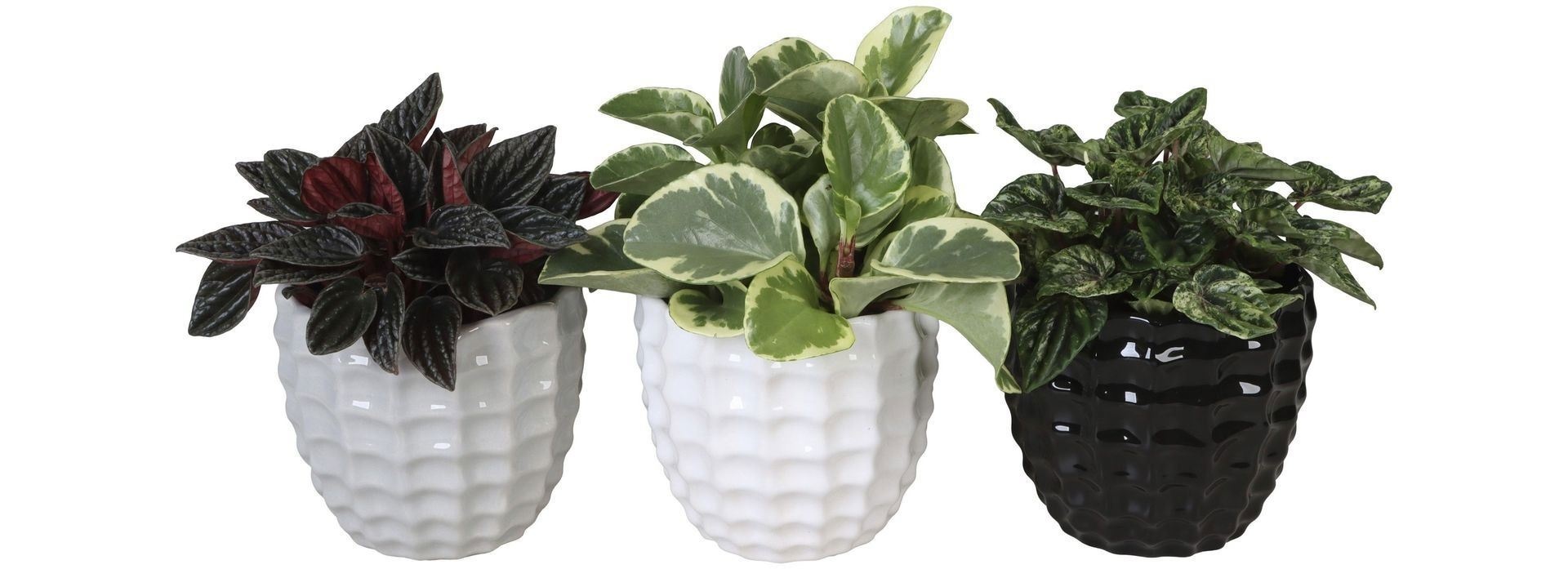 Peperomia L 65439 with Peperomia Mix