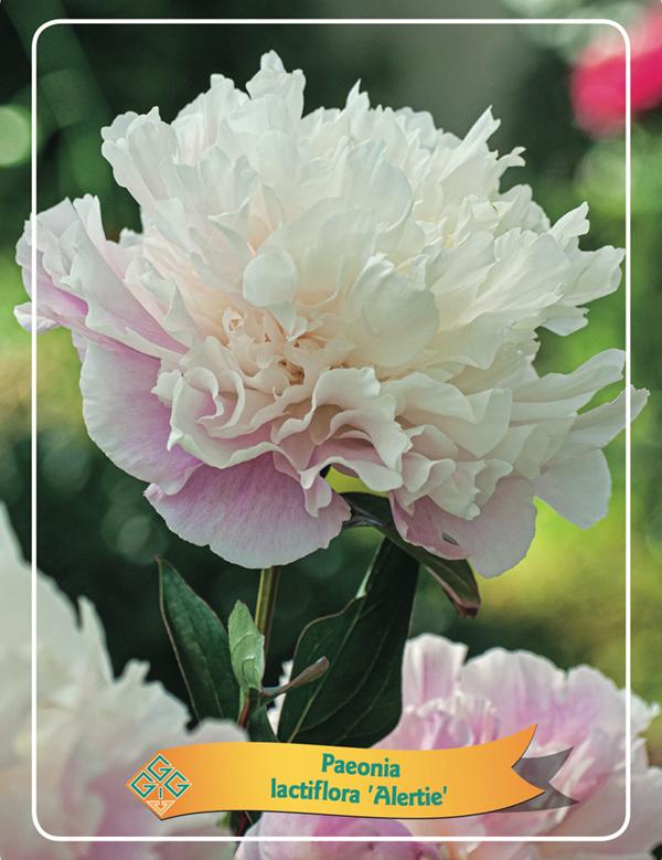 Picture of Paeonia Lactiflora Mix CC P11