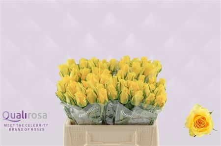 Rosa Moonwalk 35cm