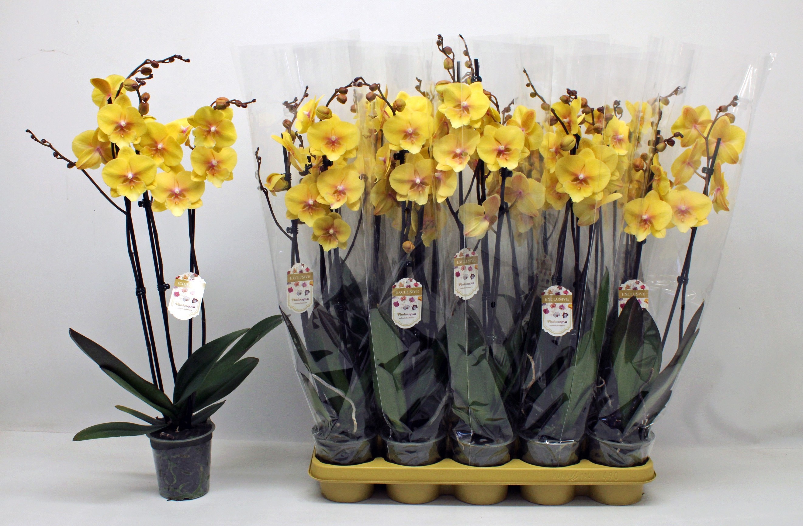 Phal Ov Geel 12Ø 65cm