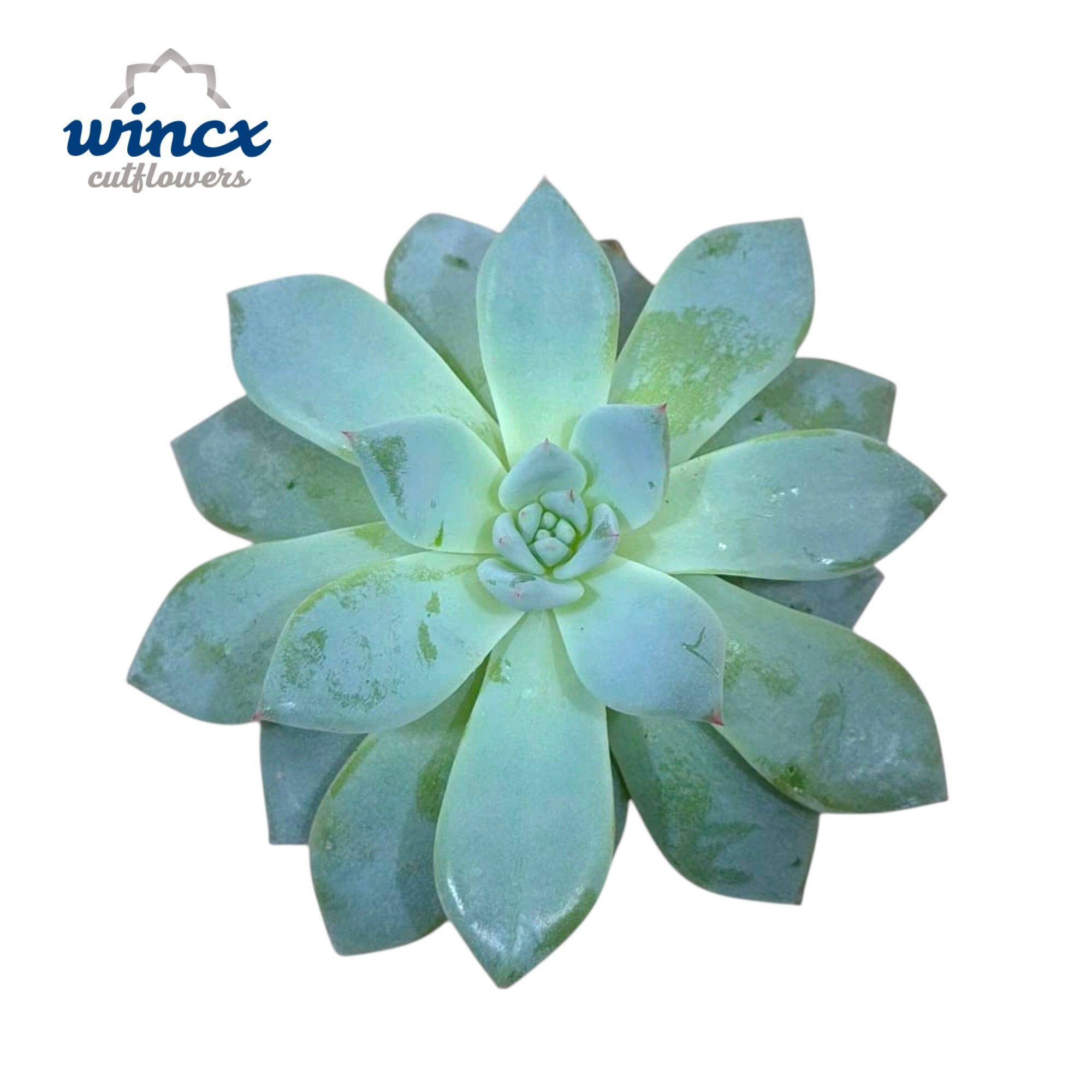 Echeveria Blue Bird Cutflower