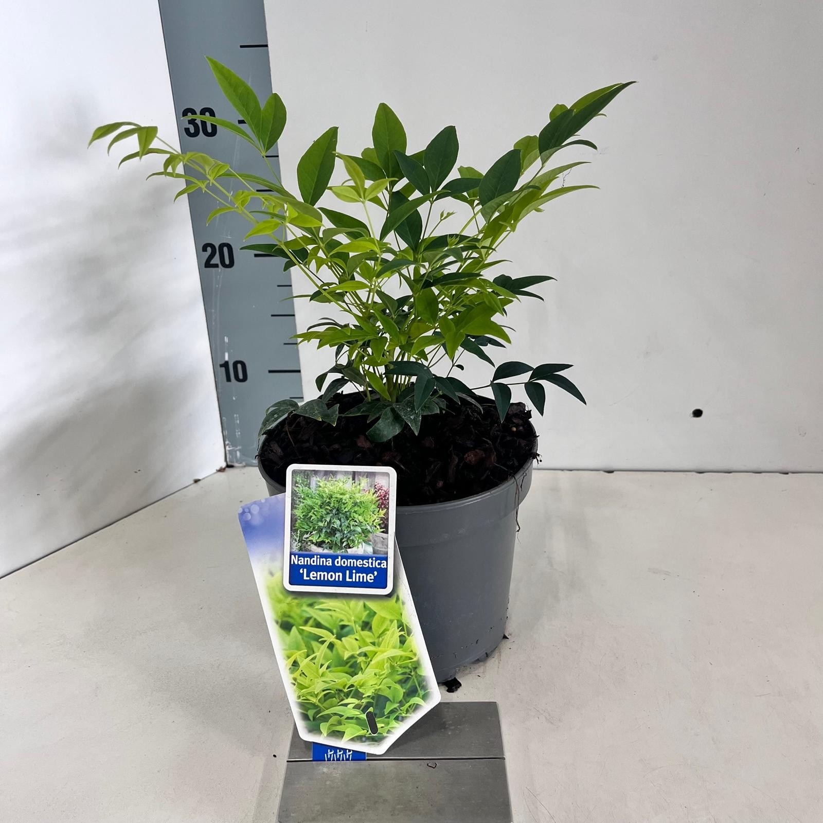 Picture of Nandina domestica Lemon & Lime ('Lemlim'PBR)