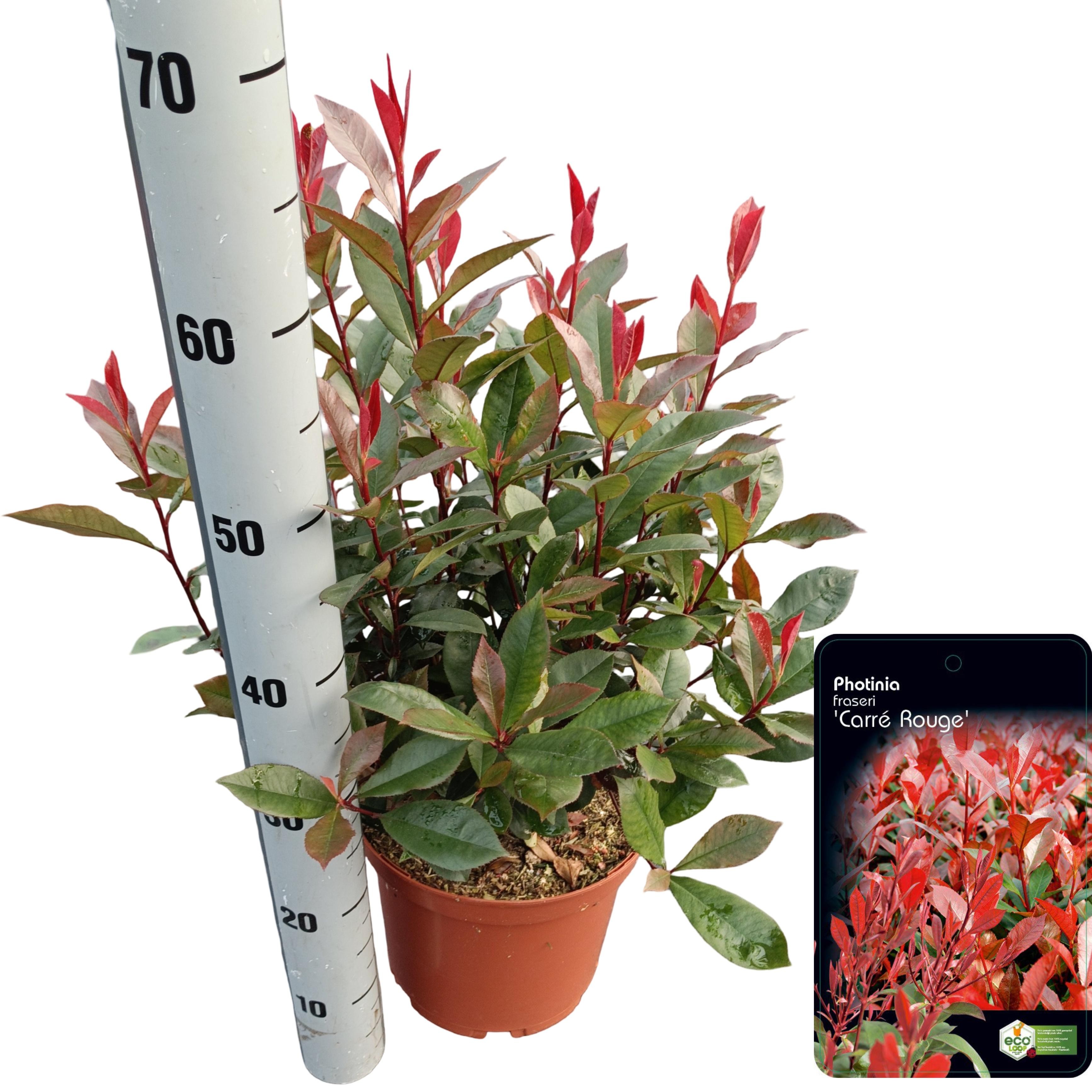 Picture of Photinia fraseri 'Carré Rouge' C5