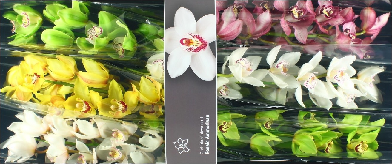 Cymbidium Asst 13bl