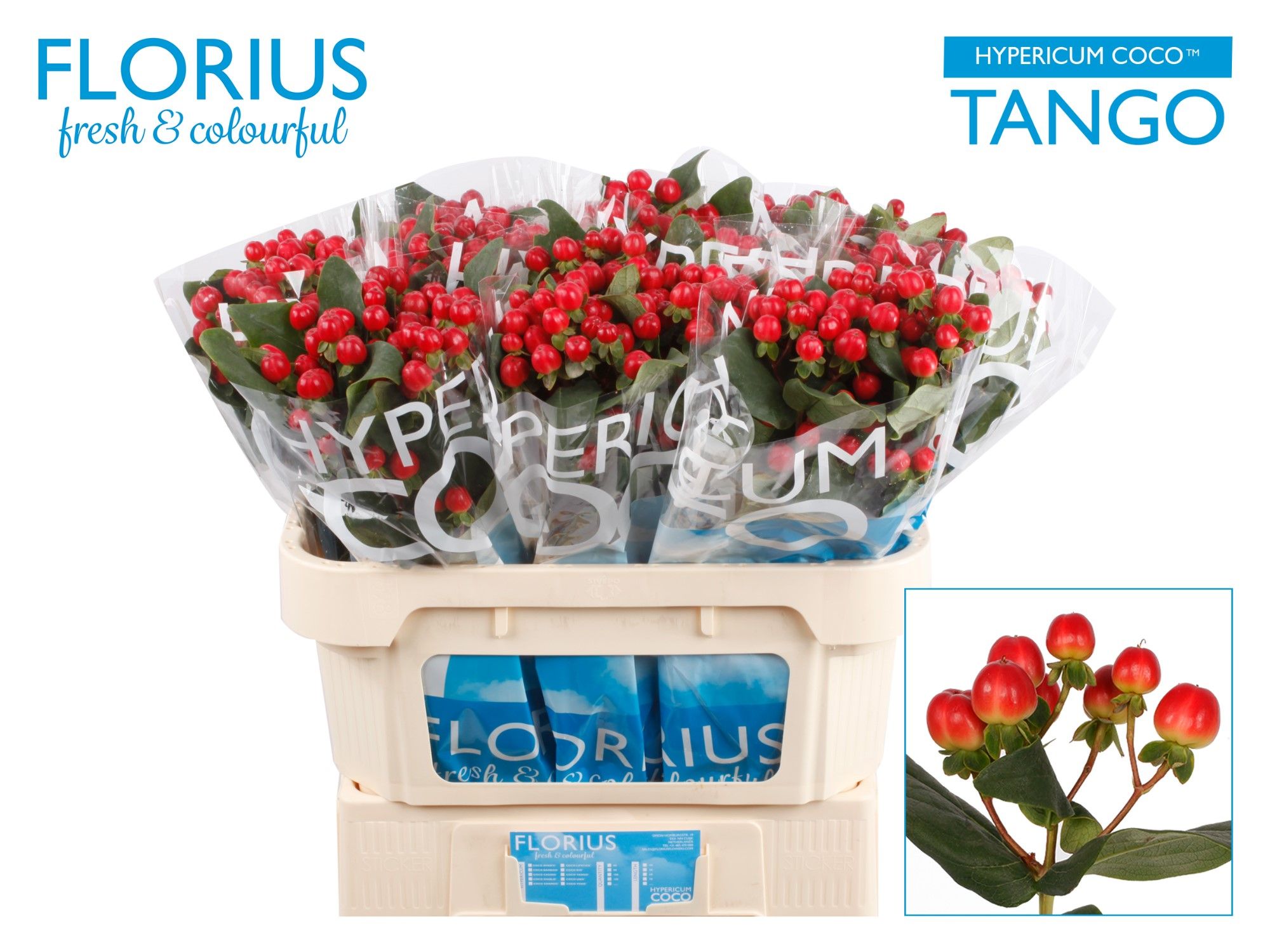 Hypericum Coco Tango Red Sup 70cm