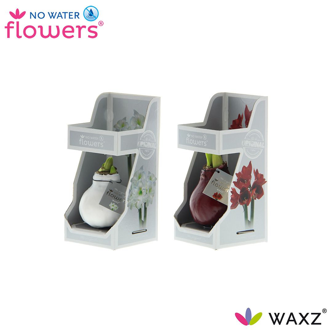 Picture of No Water Flowers Waxz® Colorz in Gift Box 15CM