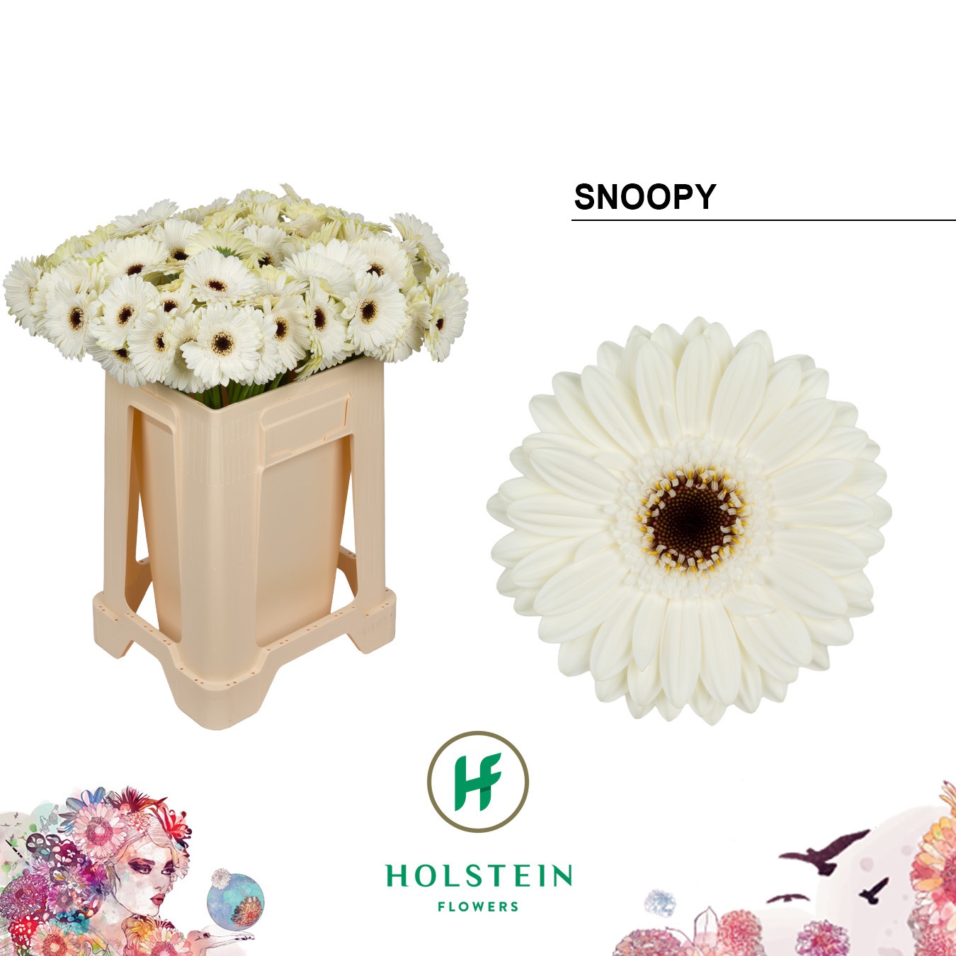 Gerbera Mini Snoopy