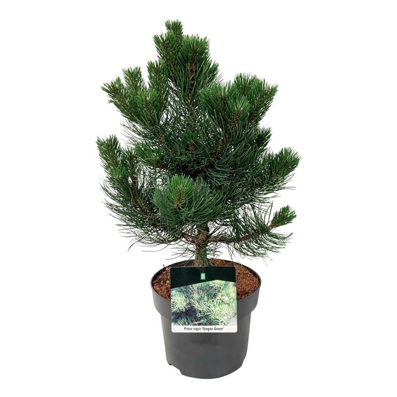 Picture of Pinus nigra 'Oregon Green'