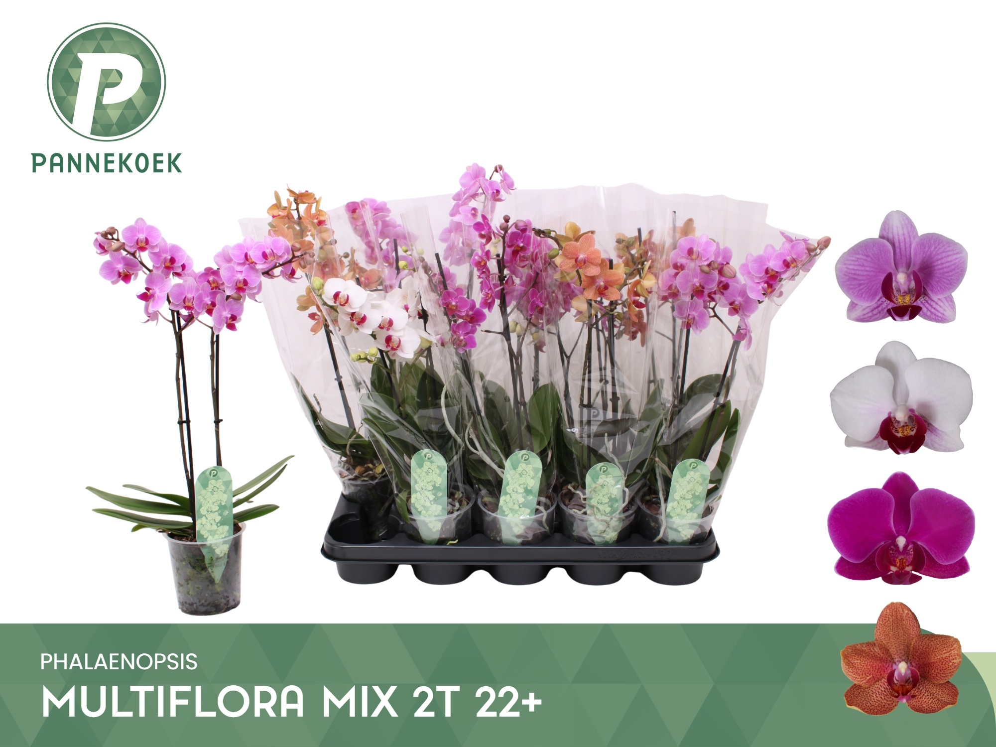 Phal Mf Gem 4 Kl 12P 50H 2TAK 22bloem 44bloei