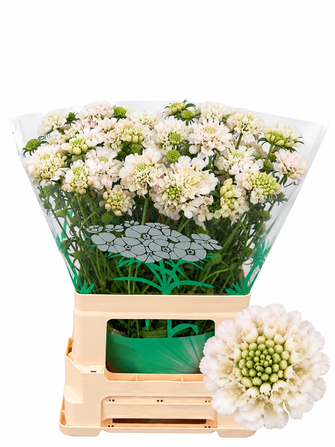 Scabiosa At F Va B Scoop 60cm