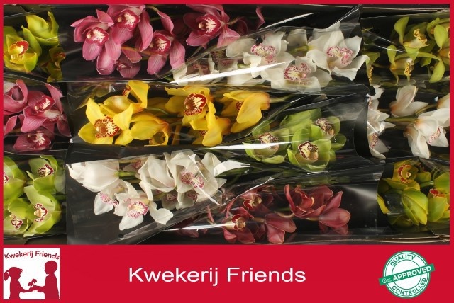 Cymbidium Asst 6bl