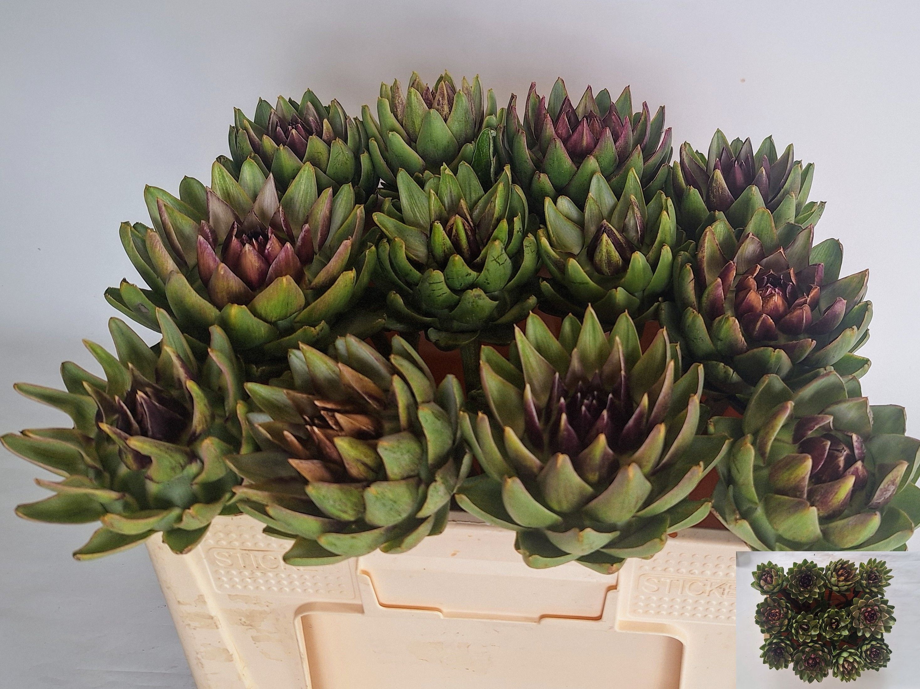 Cynara Sc Green Glob