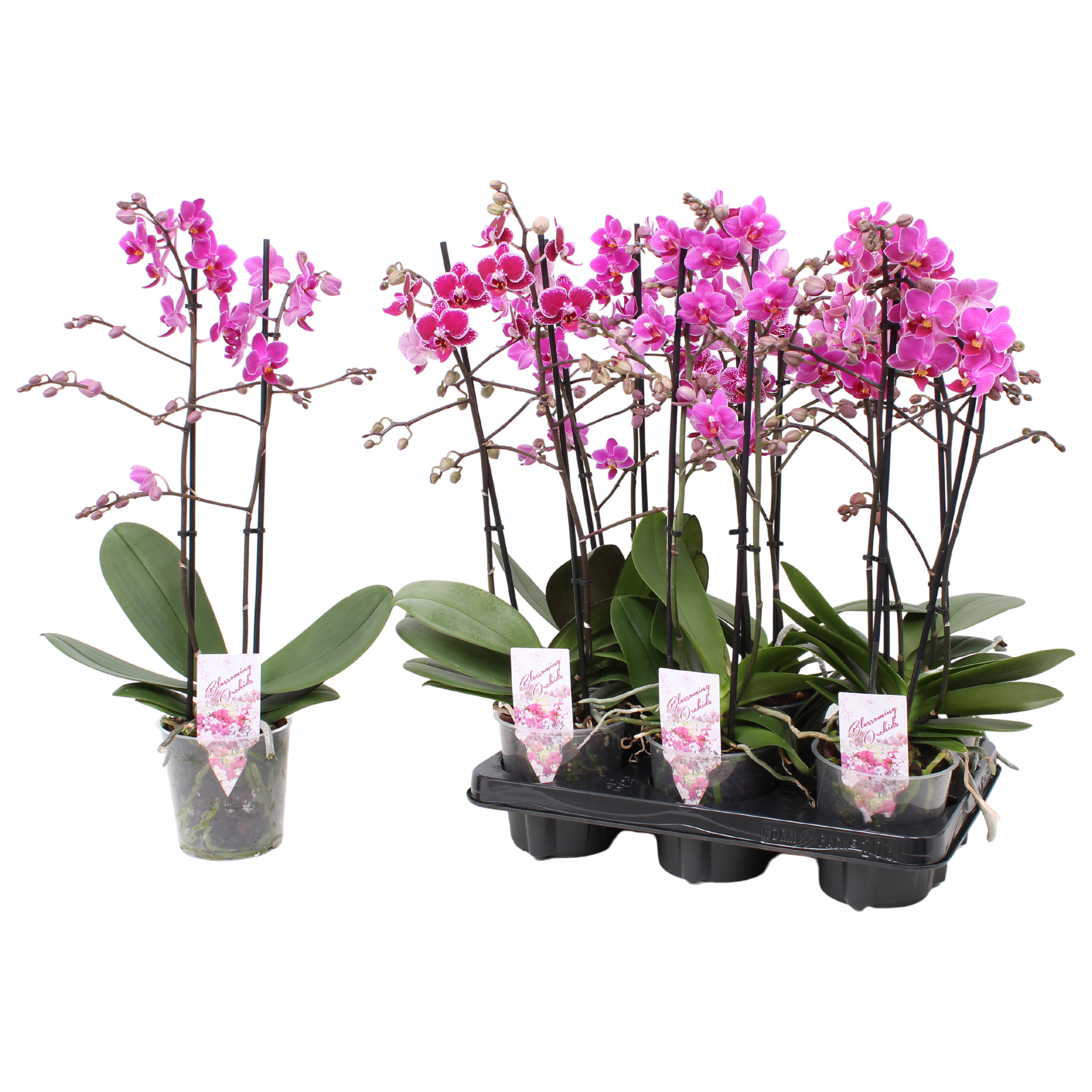 Picture of Phalaenopsis hybrid Multiflora in diff violet colours P12 2 spikes branched 30+ flowers height 39 cm