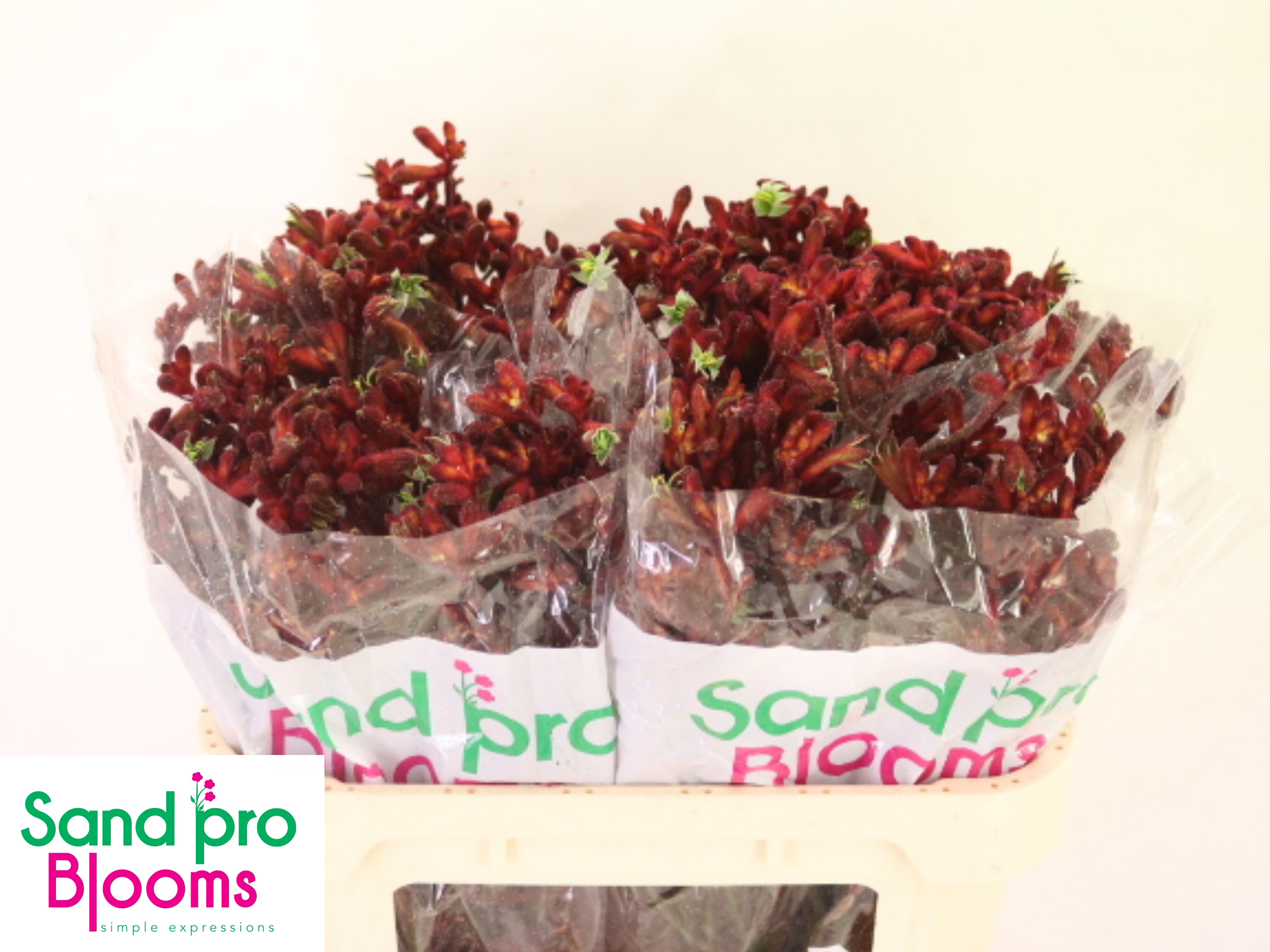 Anigozanthos Red Early Spring 70cm