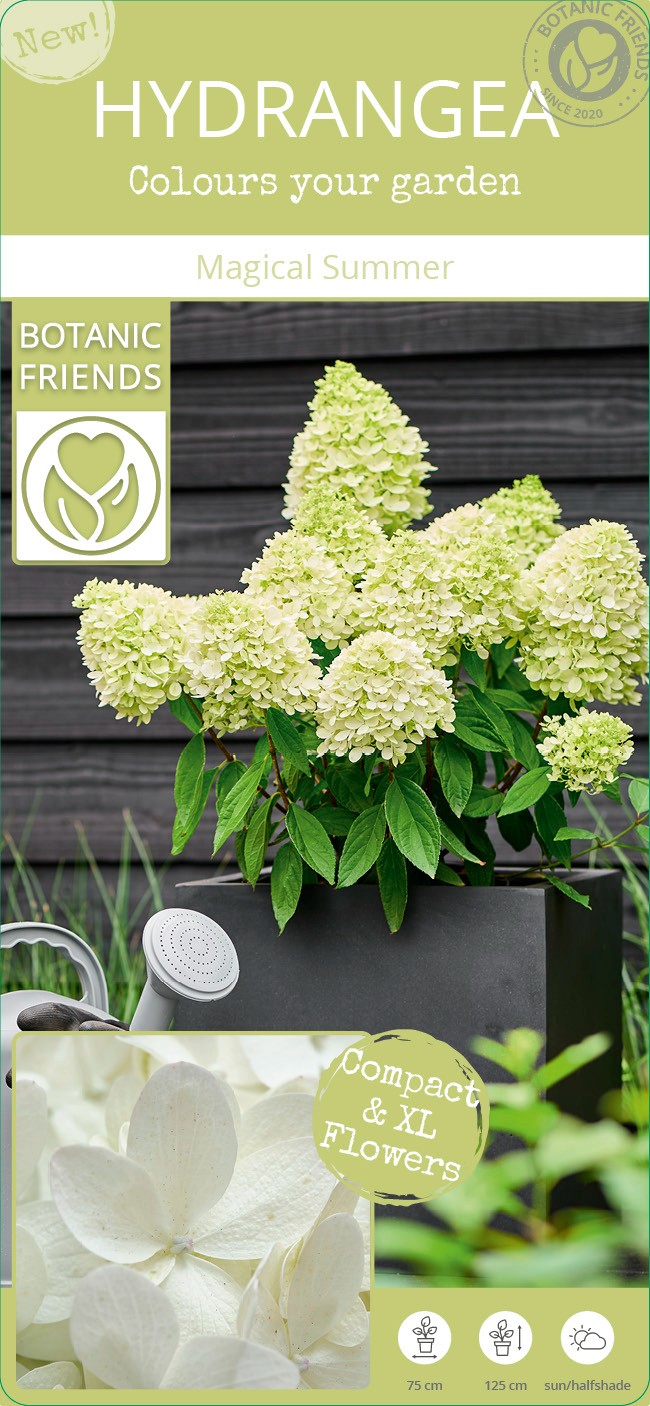 Picture of Hydrangea pan. 'Magical Summer'