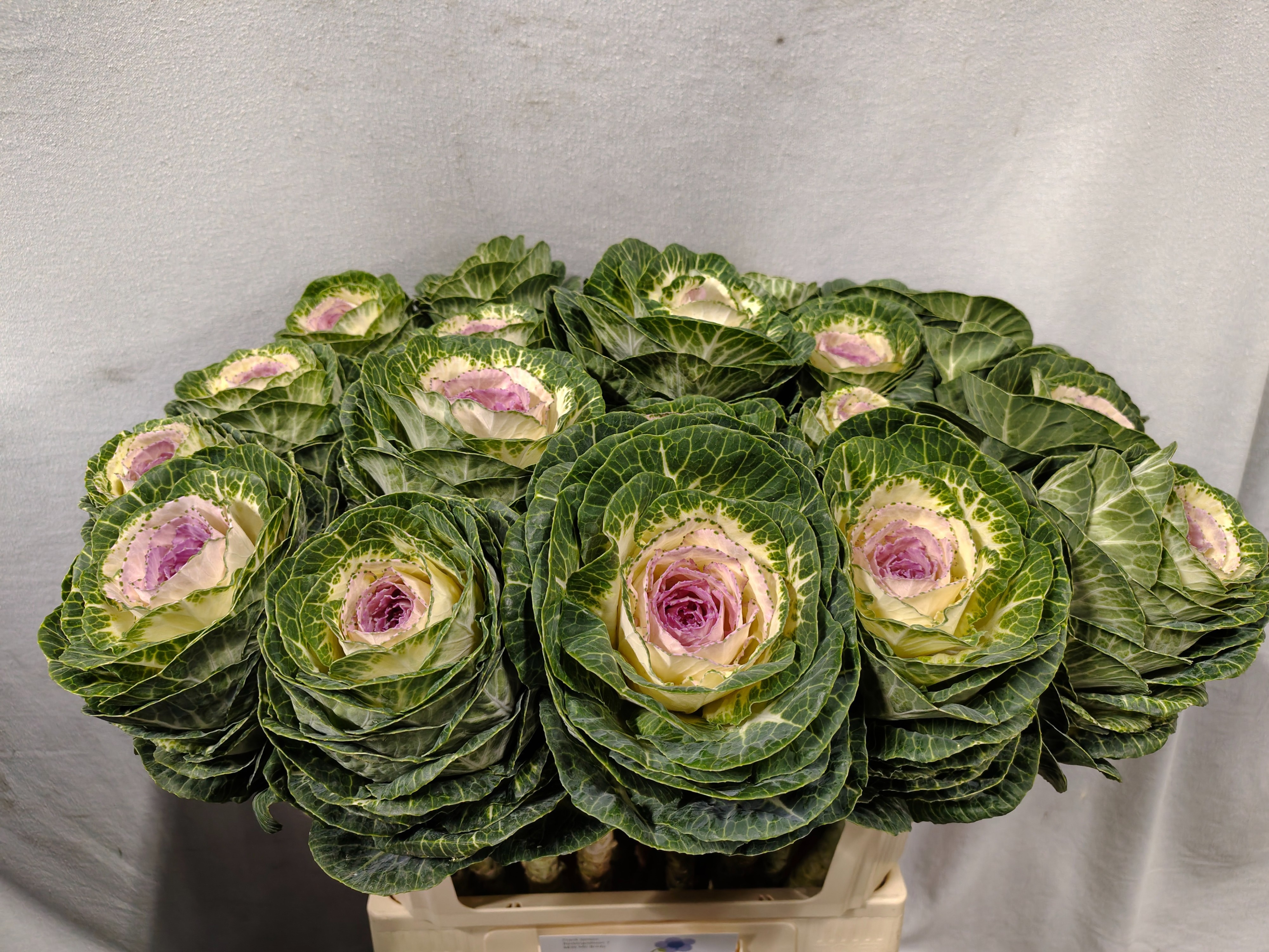 Brassica Crane Bicolour 70cm